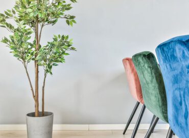 Rośliny do domu – na jakie warto zwrócić uwagę?